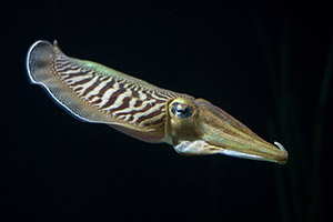 Mysid Shrimp to feed cuttlefish