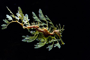 Leafy sea Horse dragon eat Mysid Shrimp